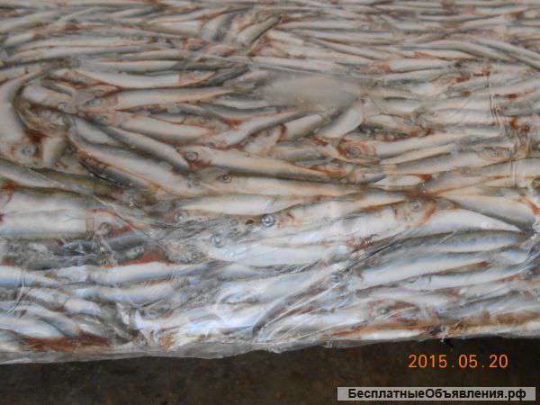 Килька черноморская С/М оптом Крым Керчь Севастополь