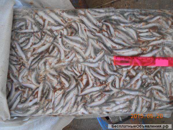 Килька черноморская С/М оптом Крым Керчь Севастополь