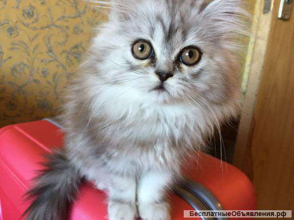 Персидская кошечка 3х месяцев классик ищет семью