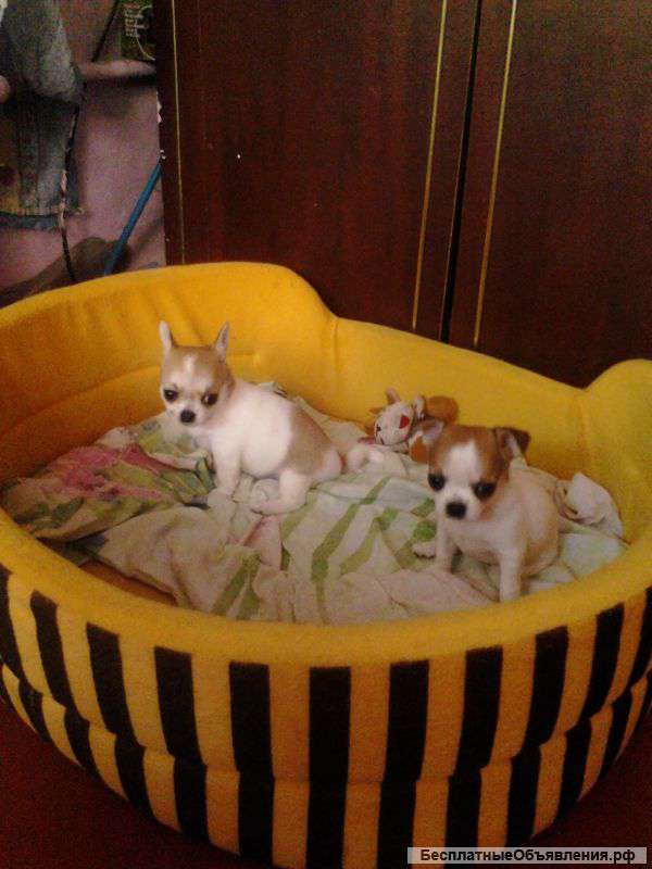 Щеночки чихуа