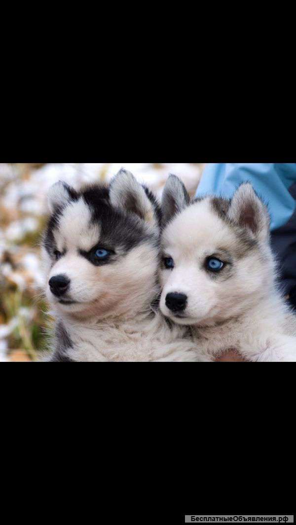 Щенки Лайки и Хаски