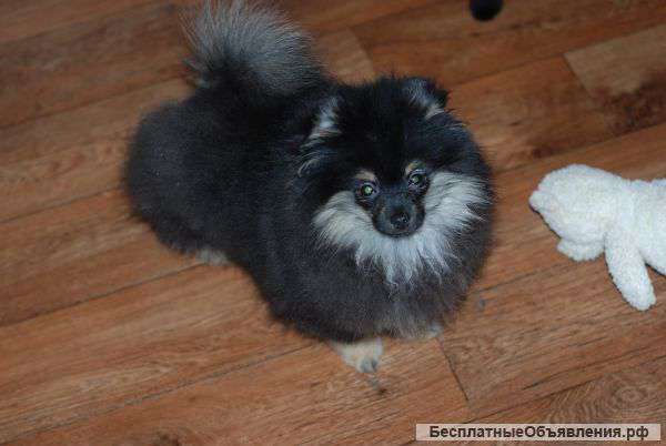 Померанский шпиц отец из канадского питомника