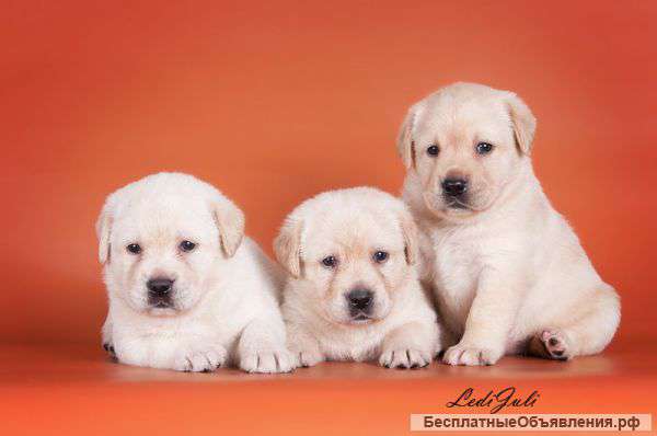 Палевые щенки лабрадора от Чемпионов