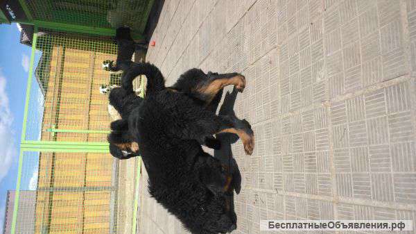 Тибетского мастифа щенков