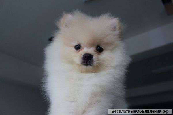 Немецкого миниатюрного шпица