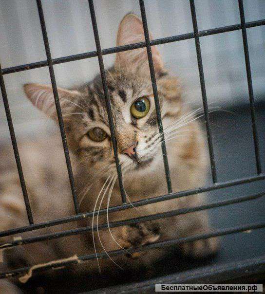 Кошка в дар