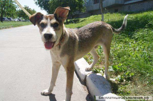 Озорной щенок в добрые руки