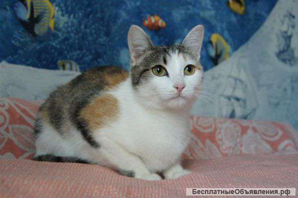 Молодая трехцветная кошечка ищет дом