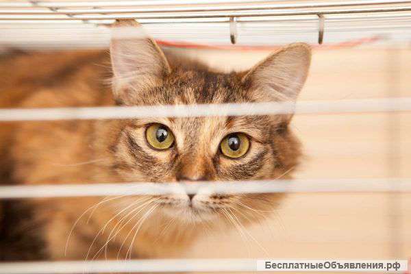 В поисках дома прекрасная кошечка Пуша