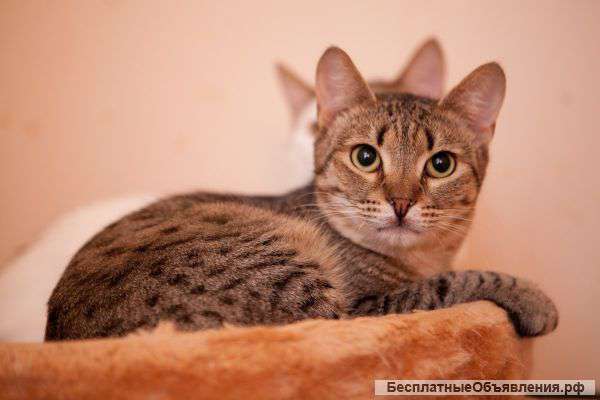 В самые лучшие и заботливые руки отдается котик Леопард