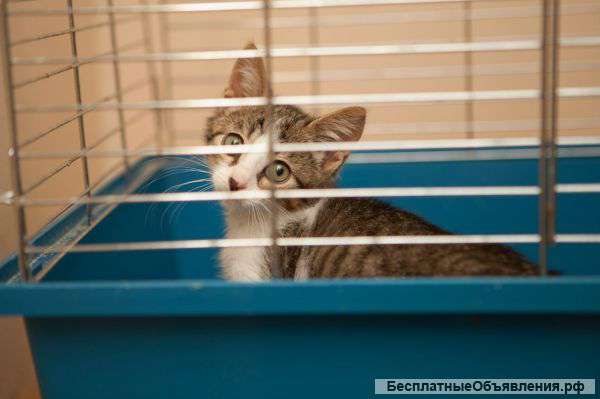 Отдаём в дар котёнка