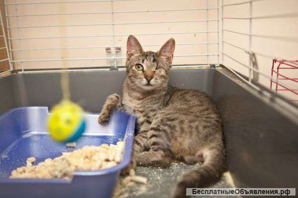 Отдам в добрые и заботливые руки