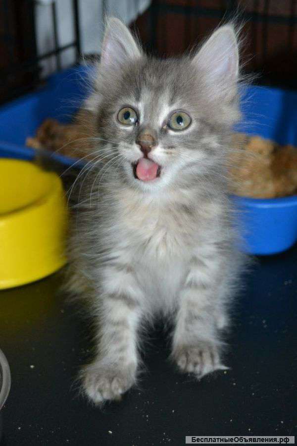 Очаровательный комочек счастья по имени Ксюша