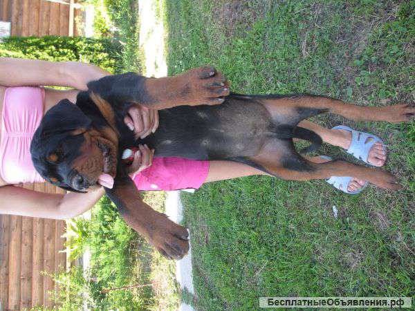 Элитных щенков