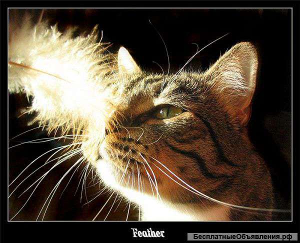 Стихи на заказ