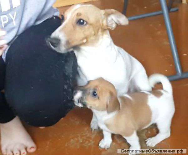 Волшебный комочек ЮАР кровей ждет своего хозяина