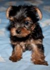 Щенки йоркширского терьера