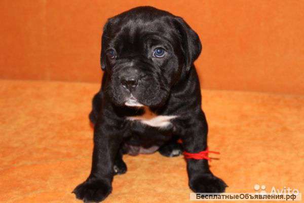 Кане Корсо щенки