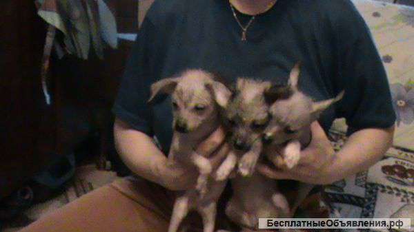 Мексеканских щенков