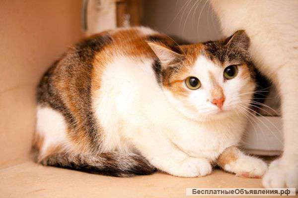 Счастливица Лайма мечтает принести удачу в Ваш дом