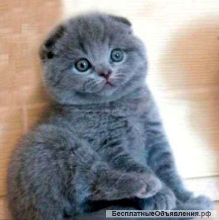 Вислоухих британцев