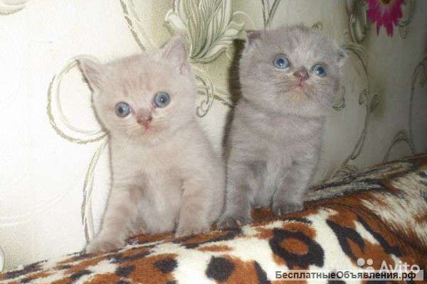 Две британские девочки