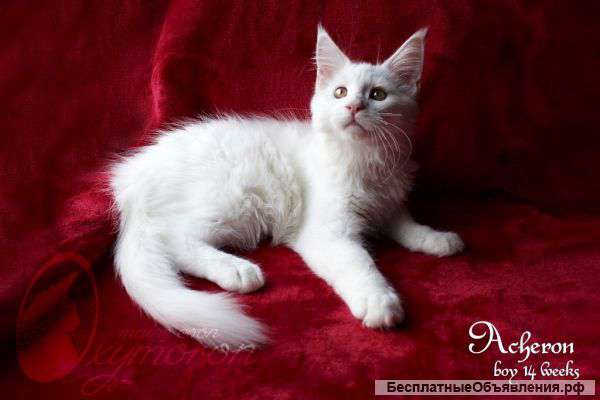 Котят Мейн Кун из питомника