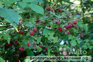 Ягоды экологическо чистые