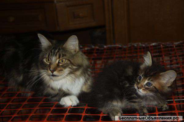 Клубные котята мей кун