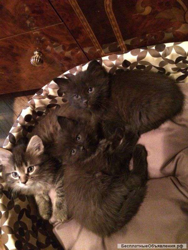 Не пролистайте мимо своего лучшего друга