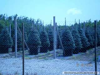 Cаженцы деревьев из лесхозов России оптом