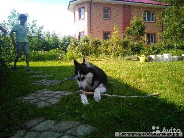 Щенок хаски, 7 месяцев