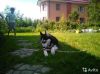 Щенок хаски, 7 месяцев