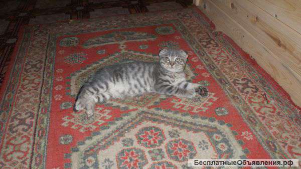 Озорной красавчик