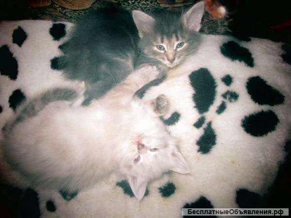 Котята белая девочка и серыймальчик