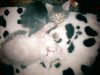Котята белая девочка и серыймальчик