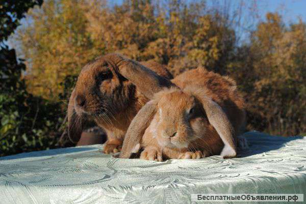 Кролики великаны
