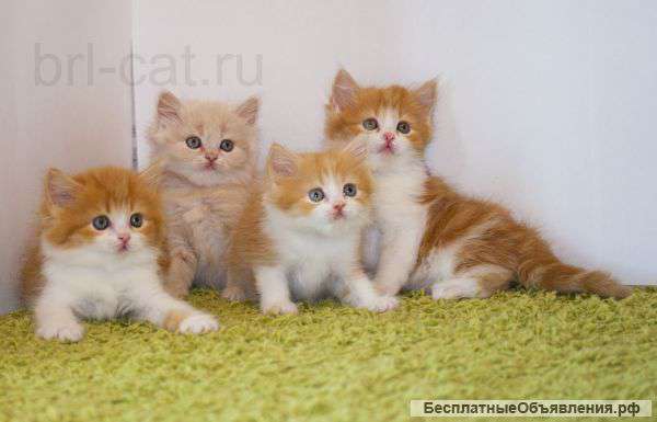 Британские длинношерстные котята