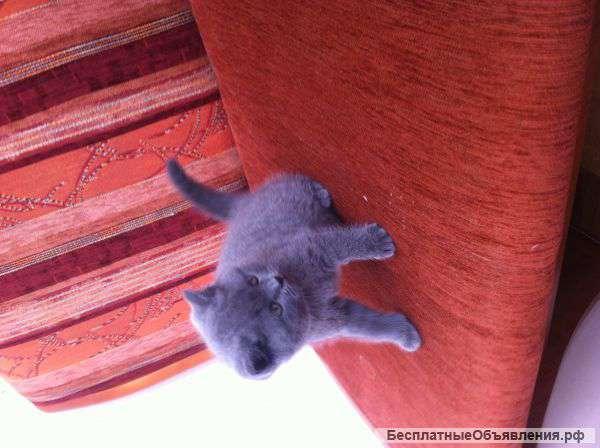 Британские котята