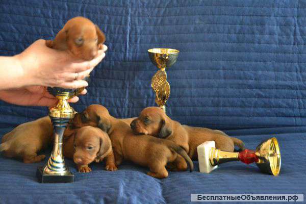 Щенки таксы миниатюрной гладкошерстной