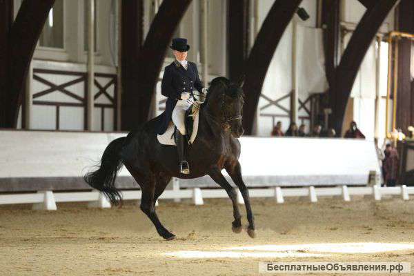 Малопризная кобыла в АРЕНДУ