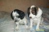 Щенки Русский Спаниель