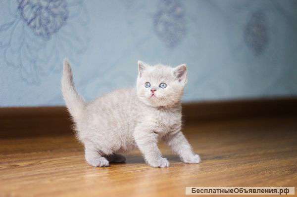 Британские котята