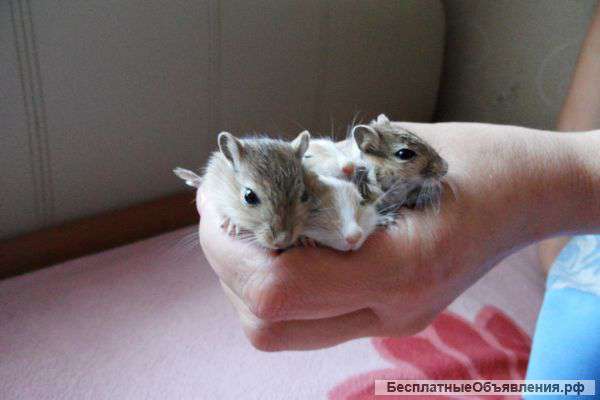 Мышки монгольские песчанки