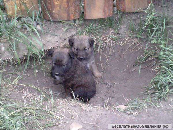 Отдам в хорошие руки