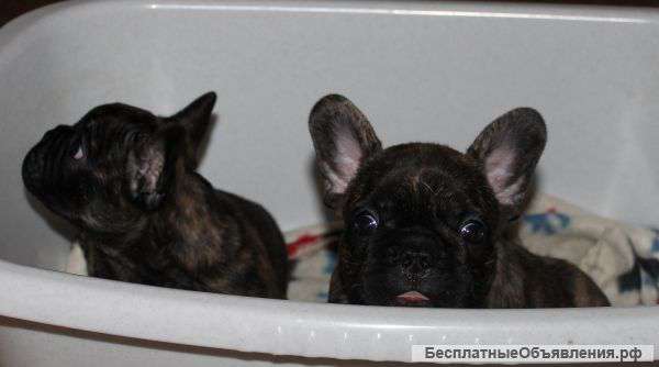 Французики