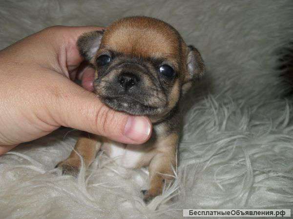 Щенки чихуахуа девочки