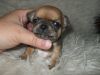 Щенки чихуахуа девочки