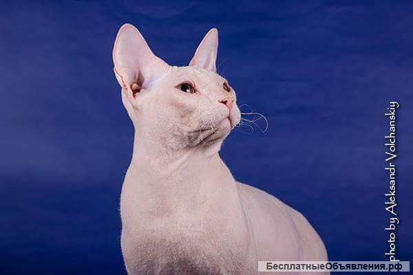 Белый сфинкс в разведение