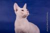 Белый сфинкс в разведение